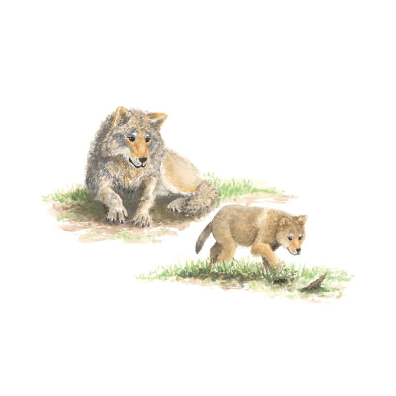 “Te regarder grandir” – Cadre "Mère et Petit", version Loups – Image 2