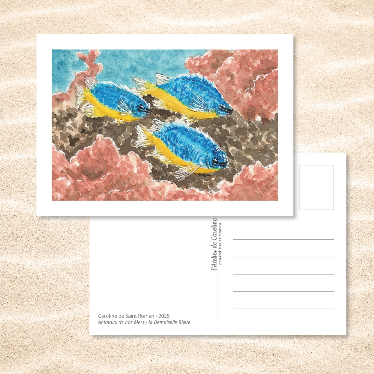 Carte Postale "Animaux de nos Mers" – Papeterie enfant & océan – Image 7