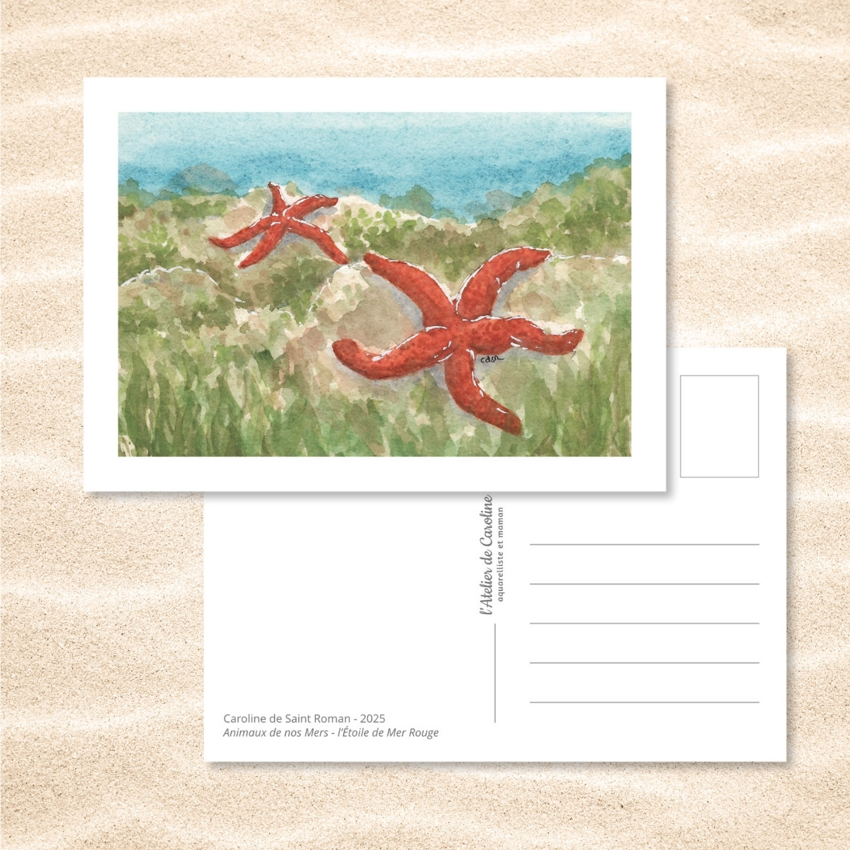 Carte Postale "Animaux de nos Mers" – Papeterie enfant & océan – Image 8