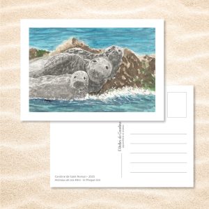 Carte Postale "Animaux de nos Mers" – Papeterie enfant & océan - Phoque gris