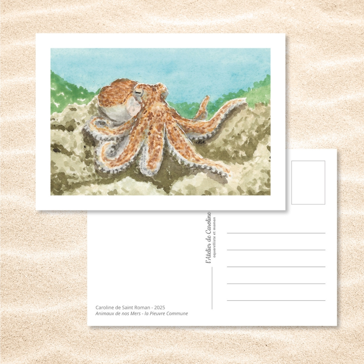 Carte Postale "Animaux de nos Mers" – Papeterie enfant & océan – Image 13