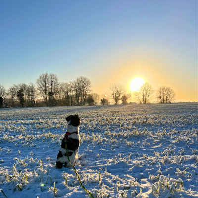 chien assis dans la neige regardant le soleil