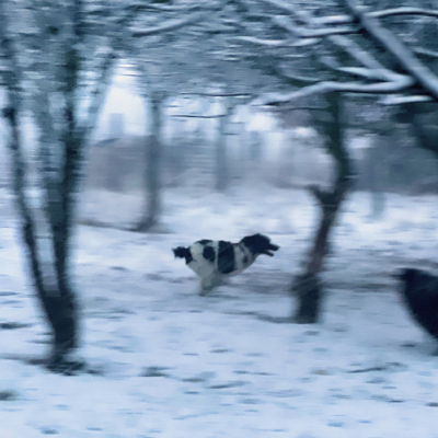 Chien qui court dans la neige