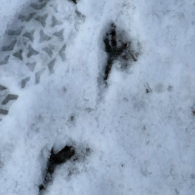 Empreintes d'oiseaux dans la neige