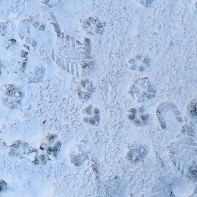 mélange d'empreintes dans la neige