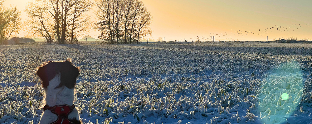 Paysage avec chien au premier plan de dos et chevreuils au loin.