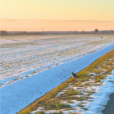 vanneau huppé au bord de la route
