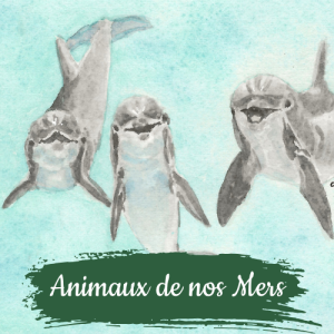 collection animaux de nos mers