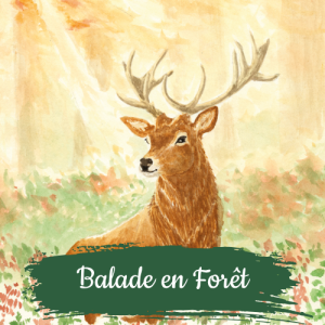 collection balade en forêt