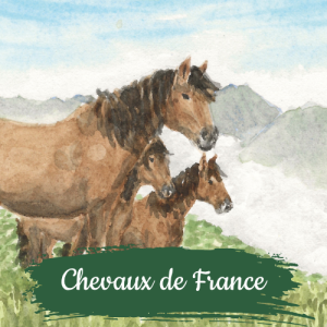 collection chevaux de france